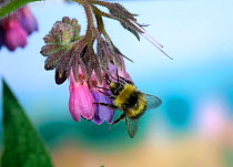 Bumble bee {Bombus sp.}, either buff-tailed or white-tailed bumblebee worker 'robbing' Comfrey flower. Nectar robbing bees use their mandibles to chew a hole in the base of the flower and then lap up...