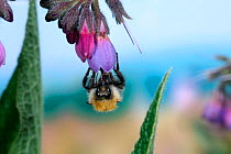 Common Carder Bee {Bombus pascuorum} queen collecting nectar from Comfrey, Surrey, England.