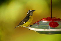 Bananaquit {Coereba flaveola} drinking from hummingbird feeder. Trinidad, West Indies