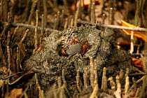 Mud crab {Scylla serrata} emerging from its turret amongst mangrove, Trinidad, West Indies.