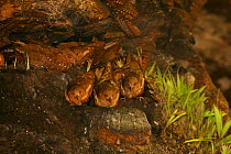 Oilbirds {Steatornis caripensis} roosting in a cave during daylight, Trinidad, West Indies