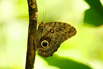 Owl Butterfly {Caligo species} in rainforest, Trinidad, West Indies