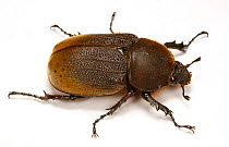 Rhinoceros / Hercules beetle {Dynastes hercules} female. Trinidad, West Indies