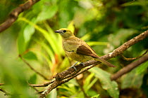 Palm Tanager {Thraupis palmarum} perching on branch, Trinidad, West Indies
