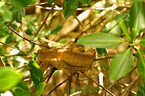 Cook's Tree Boa {Corallus ruschenbergerii / endhydris cooki} in mangrove,Trinidad, West Indies