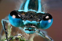 Common blue damselfly {Enallagma cyathigerum} face portrait of male, showing compound eyes, Surrey, England.