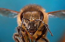 Honey Bee {Apis mellifera} worker face portrait, Surrey, England.