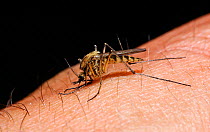 Mosquito (Aedes punctor) female sucking blood from human arm. Sequence 1/4