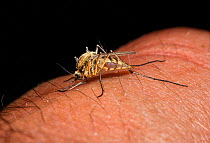 Mosquito (Aedes punctor) female sucking blood from human arm. Sequence 2/4