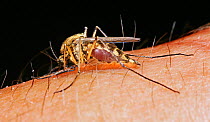 Mosquito (Aedes punctor) female sucking blood from human arm. Sequence 3/4