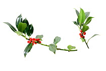 Holly cuttings {Ilex aquifolium} with berries.