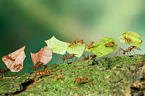 Bachacs / Leafcutter ants {Atta cephalotes} carrying sections of Cocoa leaf bearing 'riders' thought to ward off parasitic flies which would otherwise lay their eggs on the pieces of leaf. Trinidad, W...
