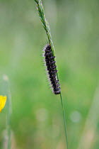 Caterpillar, on blade of grass, Abruzzo National Park, Italy.
