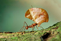 Bachacs / Leaf-cutter ants {Atta cephalotes} carrying sections of Cocoa leaf bearing 'riders' thought to ward off parasitic flies which would otherwise lay their eggs on the pieces of leaf. Trinidad,...