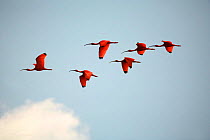 Scarlet Ibis {Eudocimus ruber} small flock in flight, South America. [Trinidad, West Indies DC]