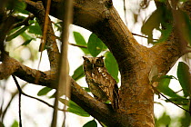 Tropical screech owl {Megascops choliba} perching in tree in mangrove, South America. [Trinidad, West Indies]