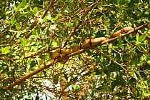 Cook's Tree Boa {Corallus ruschenbergerii / enhydris cooki} resting on branch in mangrove. [Trinidad, West Indies]