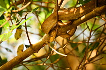 Cook's Tree Boa {Corallus ruschenbergerii / enhydris cooki} in mangrove. [Trinidad, West Indies]
