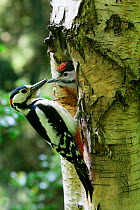 Male Great spotted woodpecker {Dendrocopos major} with chick at nest hole, in dead birch. Surrey, England. DC]