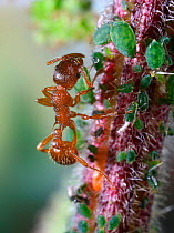 Red ant {Myrmica rubra} worker collecting honeydew from Nettle aphids {Microlophium carnosum} Surrey, England.