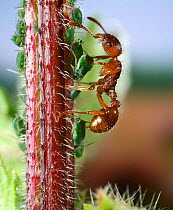 Red ant {Myrmica rubra} worker collecting honeydew from Nettle aphids {Microlophium carnosum} Surrey, England.