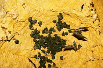 Bats roosting in the limestone caves at Tamana, Trinidad, West Indies. Geoffroy's Tailess Bat (Anoura geoffroyi), and Parnell's Moustached Bat (Pteronotus parnellii) - one individual.