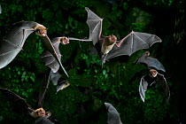 Naked-backed (moustached) bats {Pteronotus davyi} emerging at dusk, Tamana, Trinidad, West Indies. Digital composite
