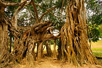 Aerial root structure of Weeping Fig tree (Ficus benjamina). Asia