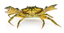 Common Shore Crab (Carcinus maenas) in defensive posture, captive