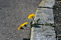 Dandelion plant (Taraxacum officinale) growing through a crack in the pavement, Germany