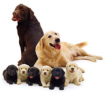 Domestic dogs (Canis familiaris), Chocolate brown Labrador with Golden Retriever bitch and their 6 black and white pups.
