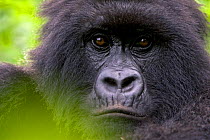 Mountain gorilla portrait (Gorilla gorilla berengeii) Parc des Volcans, Rwanda