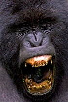 Mountain gorilla (Gorilla gorilla berengei) yawning, showing stained teeth, Parc des Volcans, Rwanda