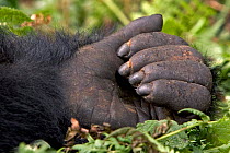 Mountain gorilla (Gorilla gorilla berengei) close up of left hand, Parc des Volcans, Rwanda