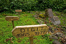 Graves to Mountain gorillas including Digit {Gorilla beringei} Parc des Volcans, Rwanda