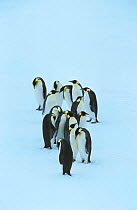 Emperor penguins (Aptenodytes forsteri) Weddell Sea, Antarctica