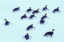 Emperor penguins (Aptenodytes forsteri) toboganing on ice, Weddell Sea, Antarctica