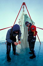 Researcher Hauke Flores and Carsten Wanke checking fishing net on ice floe. ISPOL (ICE Station Polarstern) Expedition 2004/2005 from Alfred Wegener Institute, Bremerhaven, Germany. The Icebreaker Pola...
