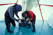 Researcher Hauke Flores and Carsten Wanke checking fishing net on ice floe. ISPOL (ICE Station Polarstern) Expedition 2004/2005 from Alfred Wegener Institute, Bremerhaven, Germany. The Icebreaker Pola...