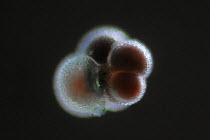 Foraminifer (Neogloboquadrina pachyderma) 0.5 mm, Weddell Sea, Antarctica