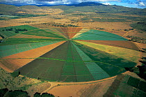 Aerial view of irrigation circle for growing vegetable crops and cultivated flowers, Naivasha, Kenya
