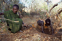 Hadzabe hunter gatherer tribeswomen digging for tubers, Lake Eyasi Basin, Tanzania 2006