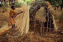 Hadzabe tribesman building temporary hut from straw and vegetation, Lake Eyasi Basin, Tanzania 2006