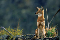 Simien jackal / Ethiopian wolf {Canis simensis} Bale Mountains, Bale NP, Ethiopia