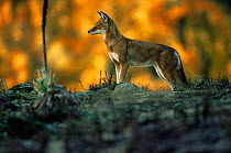 Simien jackal / Ethiopian wolf {Canis simensis} Bale Mountains, Bale NP, Ethiopia