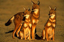 Simien jackal / Ethiopian wolf {Canis simensis}, family group, Bale Mountains, Bale NP, Ethiopia