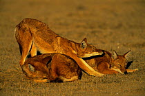 Simien jackal / Ethiopian wolf {Canis simensis}, group waking up and stretching at start of day, Bale Mountains, Bale NP, Ethiopia