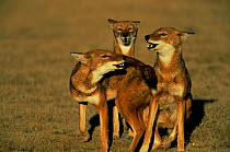 Simien jackal / Ethiopian wolf {Canis simensis}, group calling, Bale Mountains, Bale NP, Ethiopia