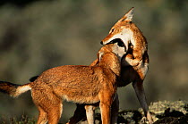 Simien jackals / Ethiopian wolf {Canis simensis}, play fighting, mouthing, Bale Mountains, Bale NP, Ethiopia