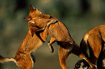 Simien jackals / Ethiopian wolf {Canis simensis}, play fighting, Bale Mountains, Bale NP, Ethiopia